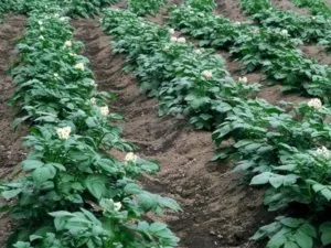 Як сіяти сидерати під картоплю (хорошого врожаю картоплі) Як сіяти сидерати під картоплю