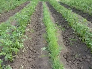 Як сіяти сидерати під картоплю (сіяти) Як сіяти сидерати під картоплю