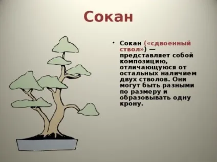 Як сформувати бонсай