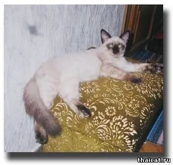Тайські кішки і котенята 1