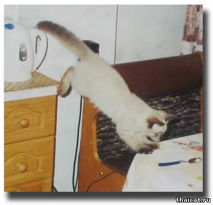 Тайські кішки і котенята 1