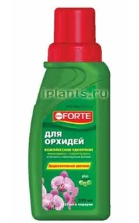 Тілландсия tillandsia