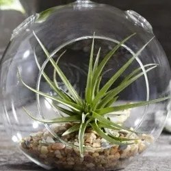 Тілландсия tillandsia