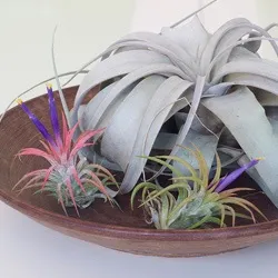 Тілландсия tillandsia