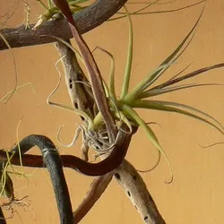 Тілландсия tillandsia