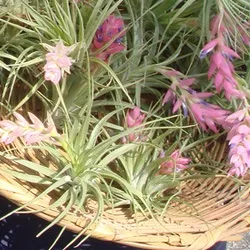 Тілландсия tillandsia