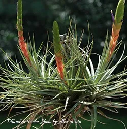 Тілландсия tillandsia