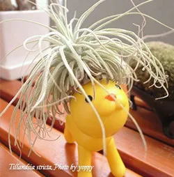 Тілландсия tillandsia