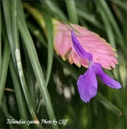 Тілландсия tillandsia