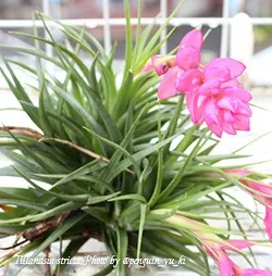 Тілландсия tillandsia