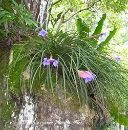Тілландсия tillandsia