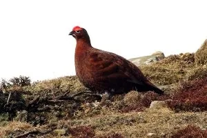The best guide, віскі the famous grouse finest (guide) The best guide, віскі the famous grouse finest