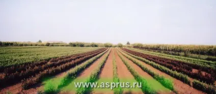 Технології вирощування високоякісних саджанців, аппяпм (куплю саджанці) Технології вирощування високоякісних саджанців, аппяпм