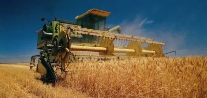 Технологія обробітку зернових культур - інтернет-газета життя (зернові) Технологія обробітку зернових культур - інтернет-газета життя