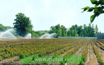 Технології вирощування високоякісних саджанців, аппяпм (черешня) Технології вирощування високоякісних саджанців, аппяпм