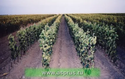 Технології вирощування високоякісних саджанців, аппяпм (розплідники) Технології вирощування високоякісних саджанців, аппяпм