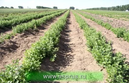 Технології вирощування високоякісних саджанців, аппяпм (закладка садів) Технології вирощування високоякісних саджанців, аппяпм