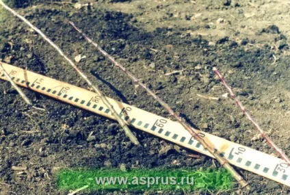 Технології вирощування високоякісних саджанців, аппяпм (слива) Технології вирощування високоякісних саджанців, аппяпм