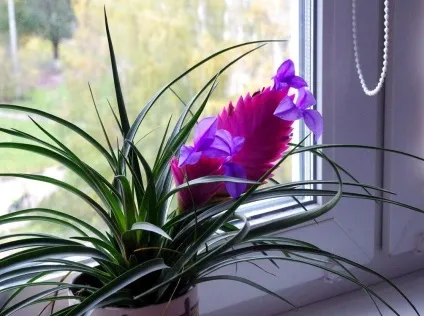 Тілландсия фото і види, вирощування і догляд в домашніх умовах (тилландсия) Тілландсия фото і види, вирощування і догляд в домашніх умовах