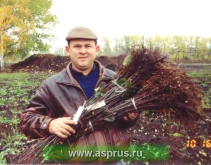 Технології вирощування високоякісних саджанців, аппяпм (купити) Технології вирощування високоякісних саджанців, аппяпм