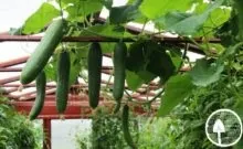 Томат маруся опис сорту