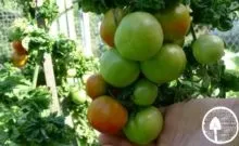 Томат маруся опис сорту