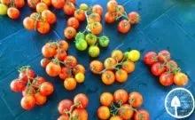 Томат маруся опис сорту