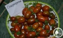 Томат маруся опис сорту