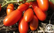 Томат маруся опис сорту