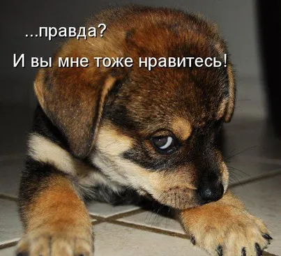 Торт наполеон з готового листкового тіста (торт наполеон з готового листкового тіста) Торт наполеон з готового листкового тіста