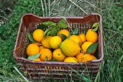 Традиційна кухня кріта мезедес, клефтіко, мізітра, стамнагаті, луканіко, дакос, хохли, цікудья і (кухня кріта) Традиційна кухня кріта мезедес, клефтіко, мізітра, стамнагаті, луканіко, дакос, хохли, цікудья і