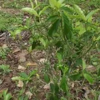 Тур в перу на церемонію аяваска (аяхуаска, аяуаска) (аяуаска) Тур в перу на церемонію аяваска (аяхуаска, аяуаска)