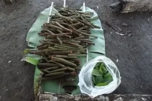 Тур в перу на церемонію аяваска (аяхуаска, аяуаска) (аяхуаска) Тур в перу на церемонію аяваска (аяхуаска, аяуаска)