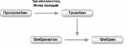 Тромбопластин що це таке, trombanet (таке) Тромбопластин що це таке, trombanet