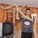 Кутова когтеточка для кішки