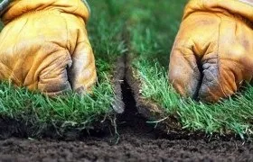 Укладання рулонного газону своїми руками фото інструкція (своїми) Укладання рулонного газону своїми руками фото інструкція