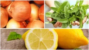 Вкусила мошка перша допомога, поради та рецепти по лікуванню