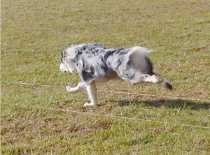 Чи видаляти прибулі пальці на передніх лапах, just dogs
