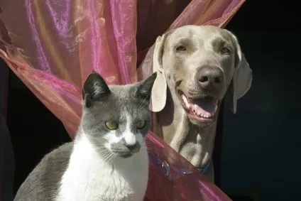 Вчені з'ясували скільки насправді пам'ятають собаки і кішки, cat-новини (вчені) Вчені з'ясували скільки насправді пам'ятають собаки і кішки, cat-новини