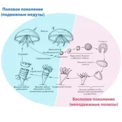 урок онлайн