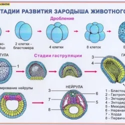 урок онлайн