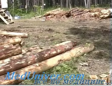 знищення лісу