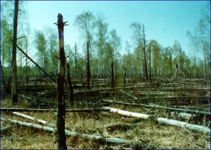 знищення лісів