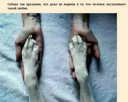 У собак лише один недолік