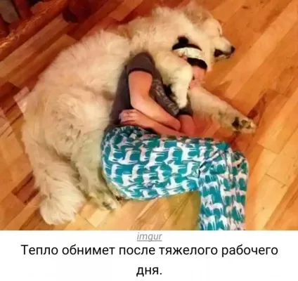 У собак лише один недолік
