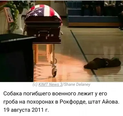 У собак лише один недолік