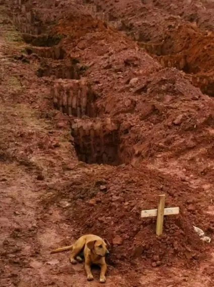 У собак лише один недолік