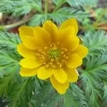 Дізнайтеся про квітку адонісі і секрети вирощування його в домашньому саду