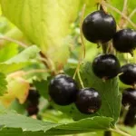 Догляд за кімнатним лимоном, мамині шпаргалочкі (лимоном) Догляд за кімнатним лимоном, мамині шпаргалочкі