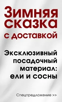 Пристрій тіньовитривалими газону класу а, типові помилки, поради та рекомендації, експерименти (тіньовий газон) Пристрій тіньовитривалими газону класу а, типові помилки, поради та рекомендації, експерименти